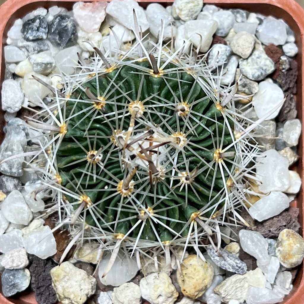 SHPR19614 Echinofossulocactus multicostatus – Bild 2