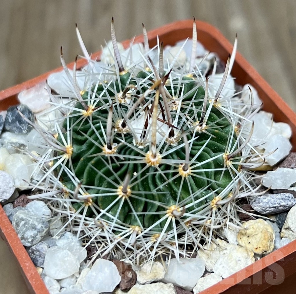 SHPR19614 Echinofossulocactus multicostatus