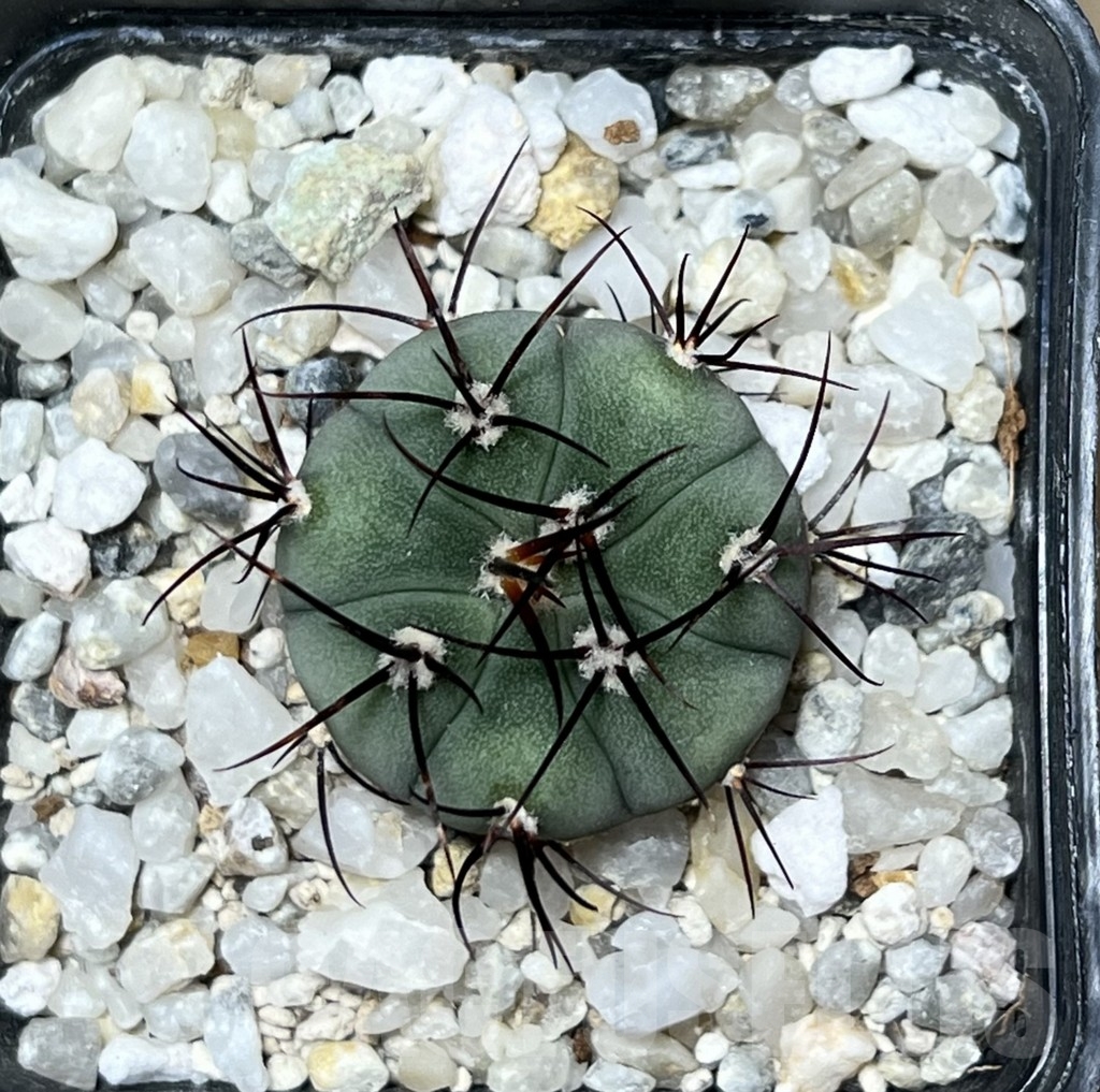 SHPR19616 Gymnocalycium cabreraense – Bild 2