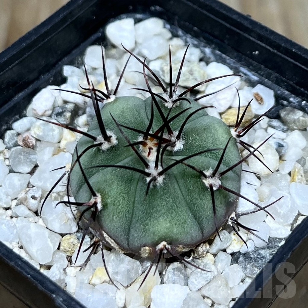 SHPR19616 Gymnocalycium cabreraense