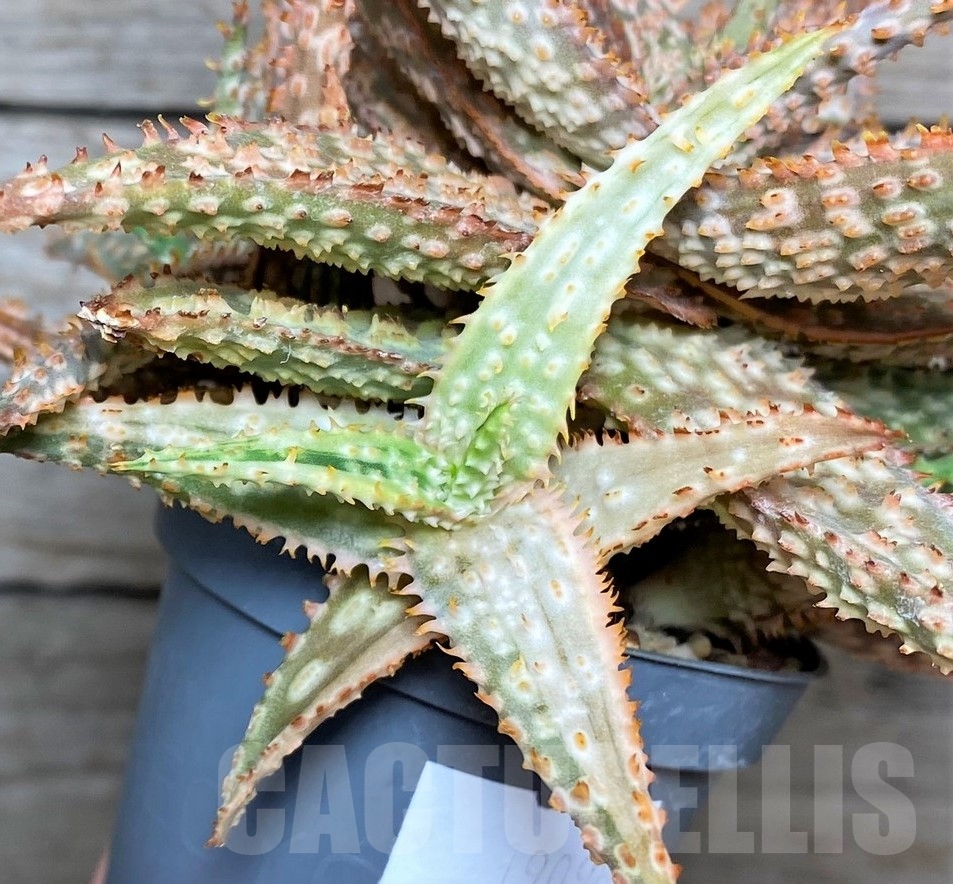 SHPR19098 Aloe hybrid f. variegata