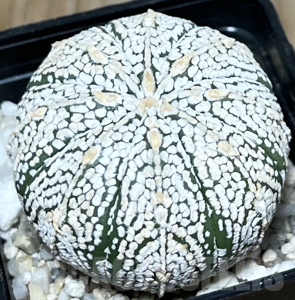 SHPR19617 Astrophytum asterias 'Super Kabuto' - 画像 (2)