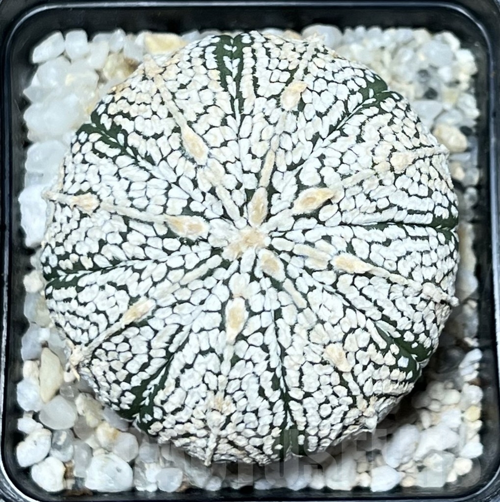 SHPR19617 Astrophytum asterias 'Super Kabuto'