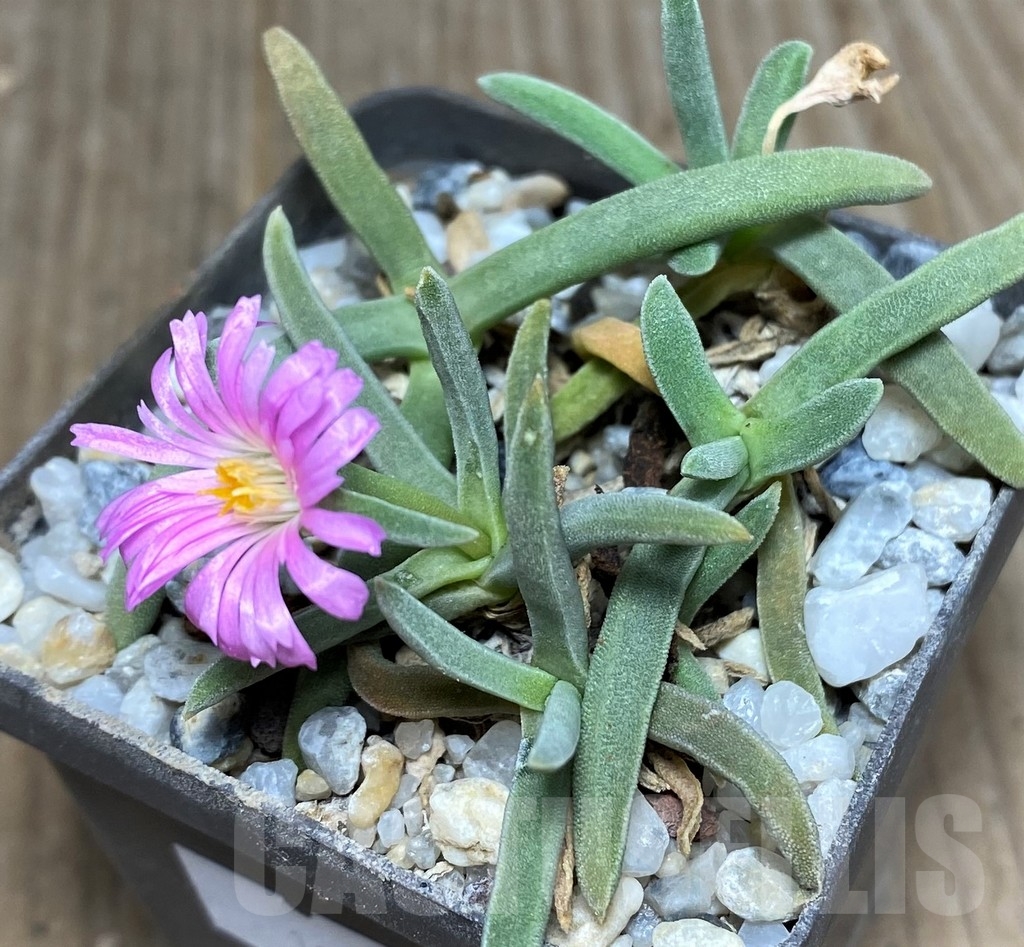 SHPR19099 Delosperma harazianum - Image 2