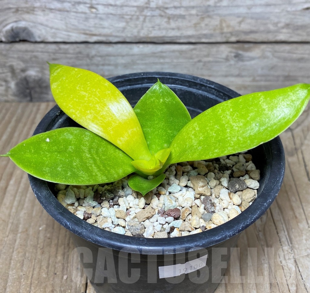 SHPR19100 Sansevieria 'Hahnii Philippine' gold - Image 2