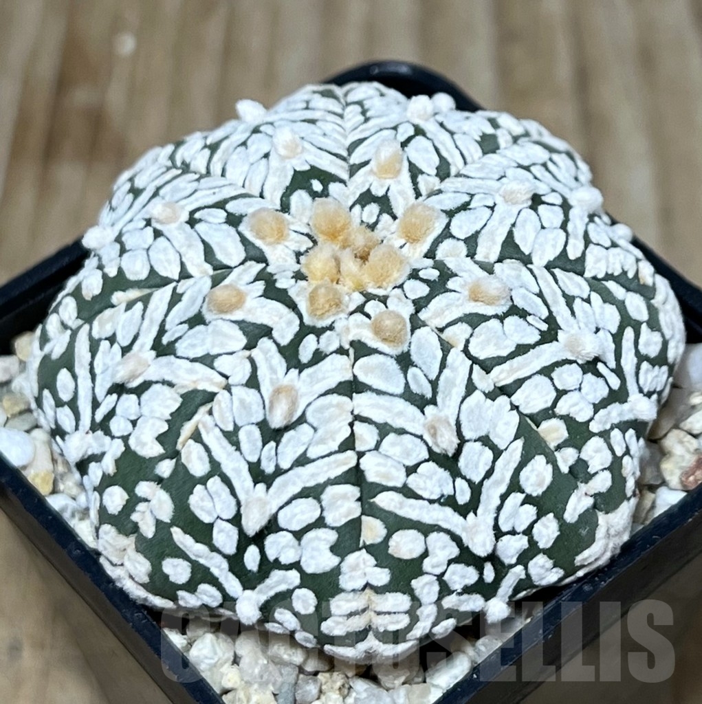 SHPR19619 Astrophytum asterias 'Miracle' V-type - 画像 (2)