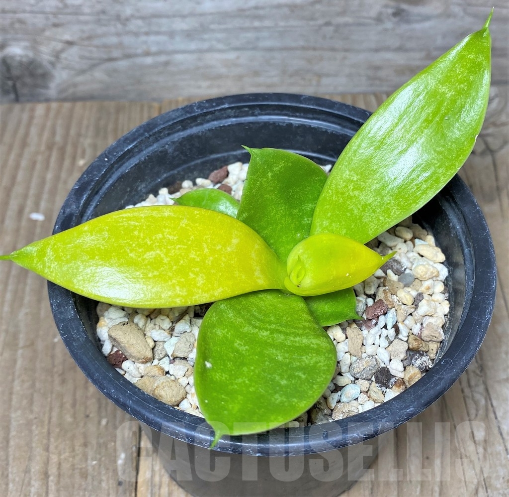 SHPR19100 Sansevieria 'Hahnii Philippine' gold