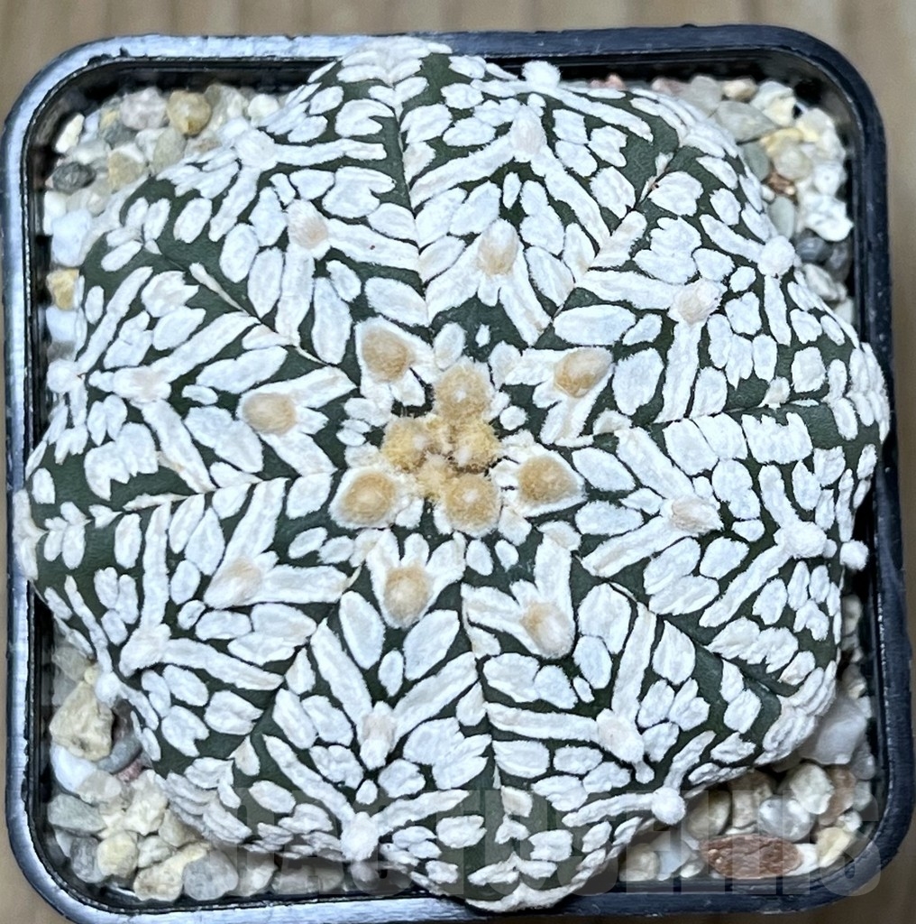 SHPR19619 Astrophytum asterias 'Miracle' V-type