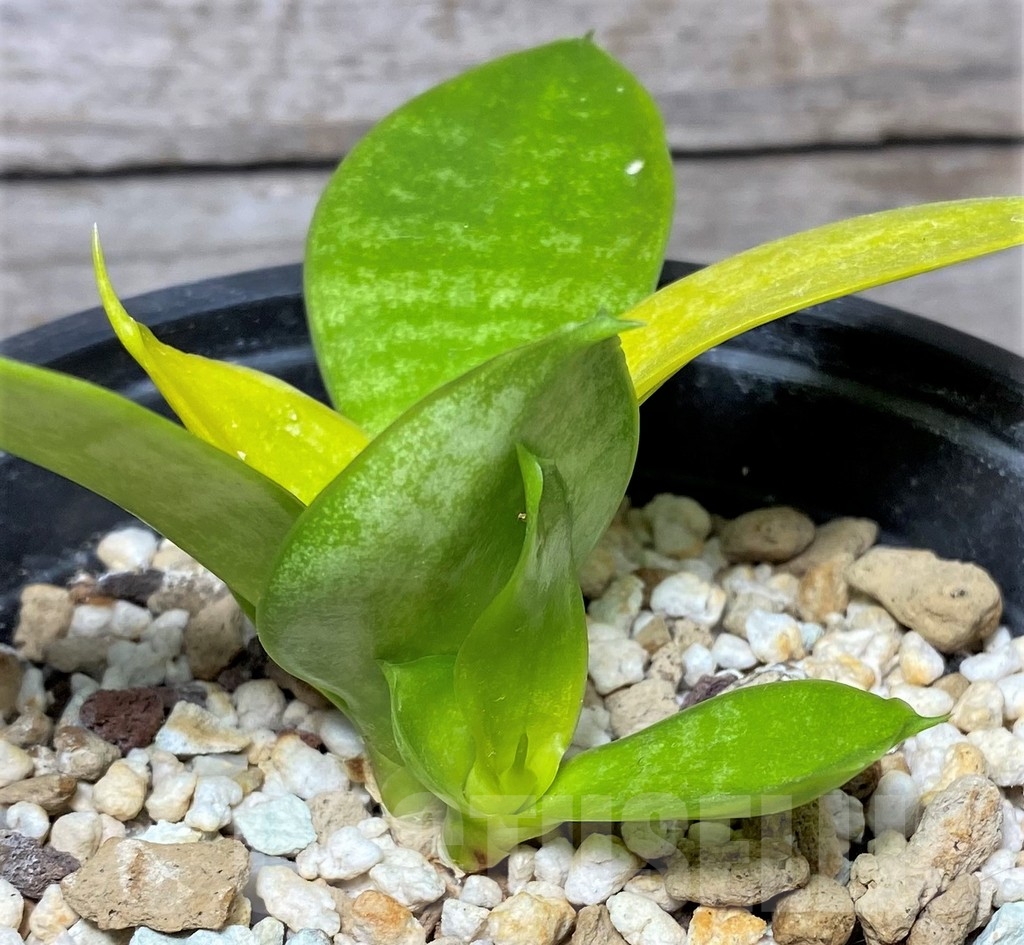 SHPR19100 Sansevieria 'Hahnii Philippine' gold - Image 3