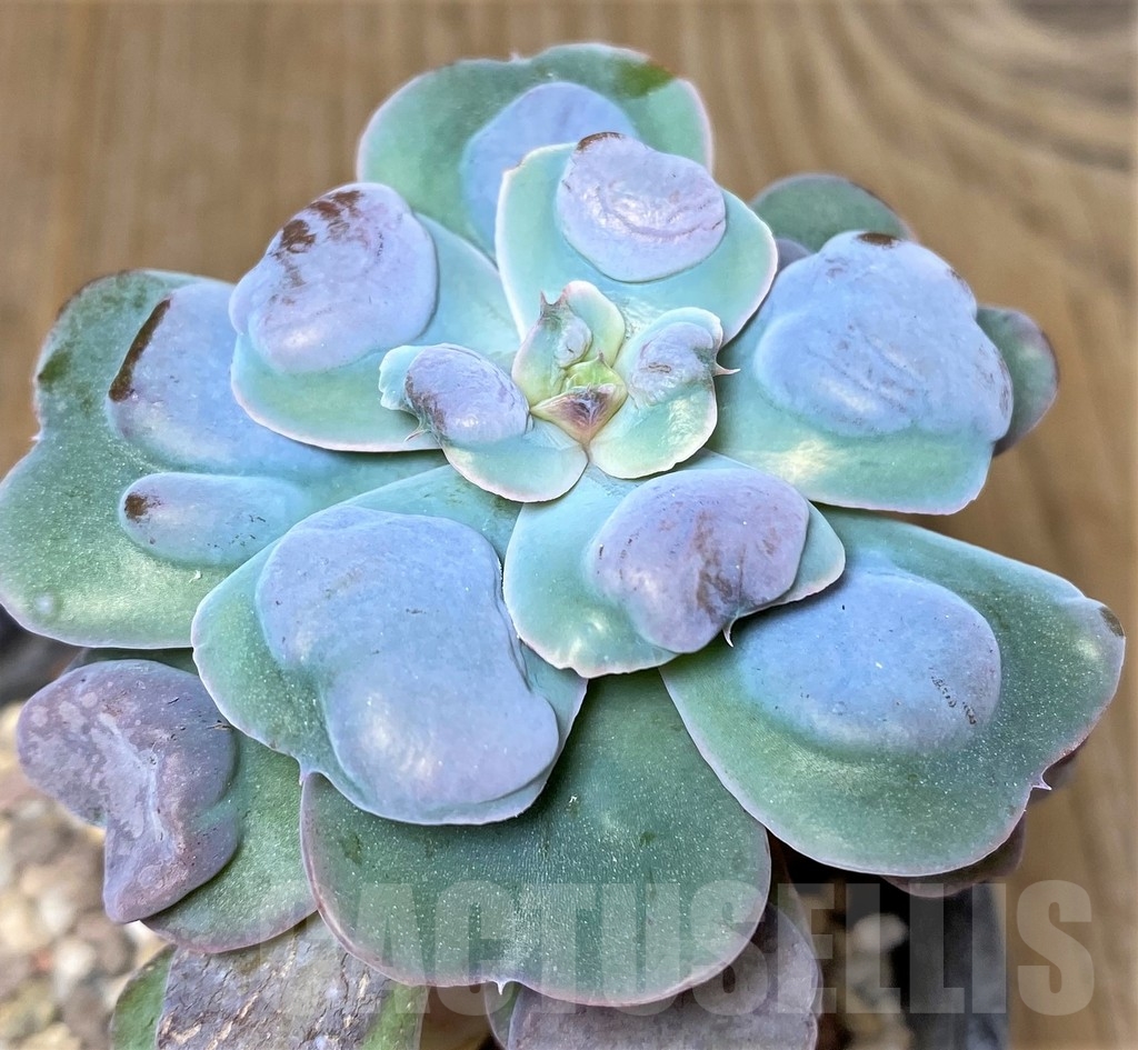 SHPR19101 Echeveria 'Rain Drops'