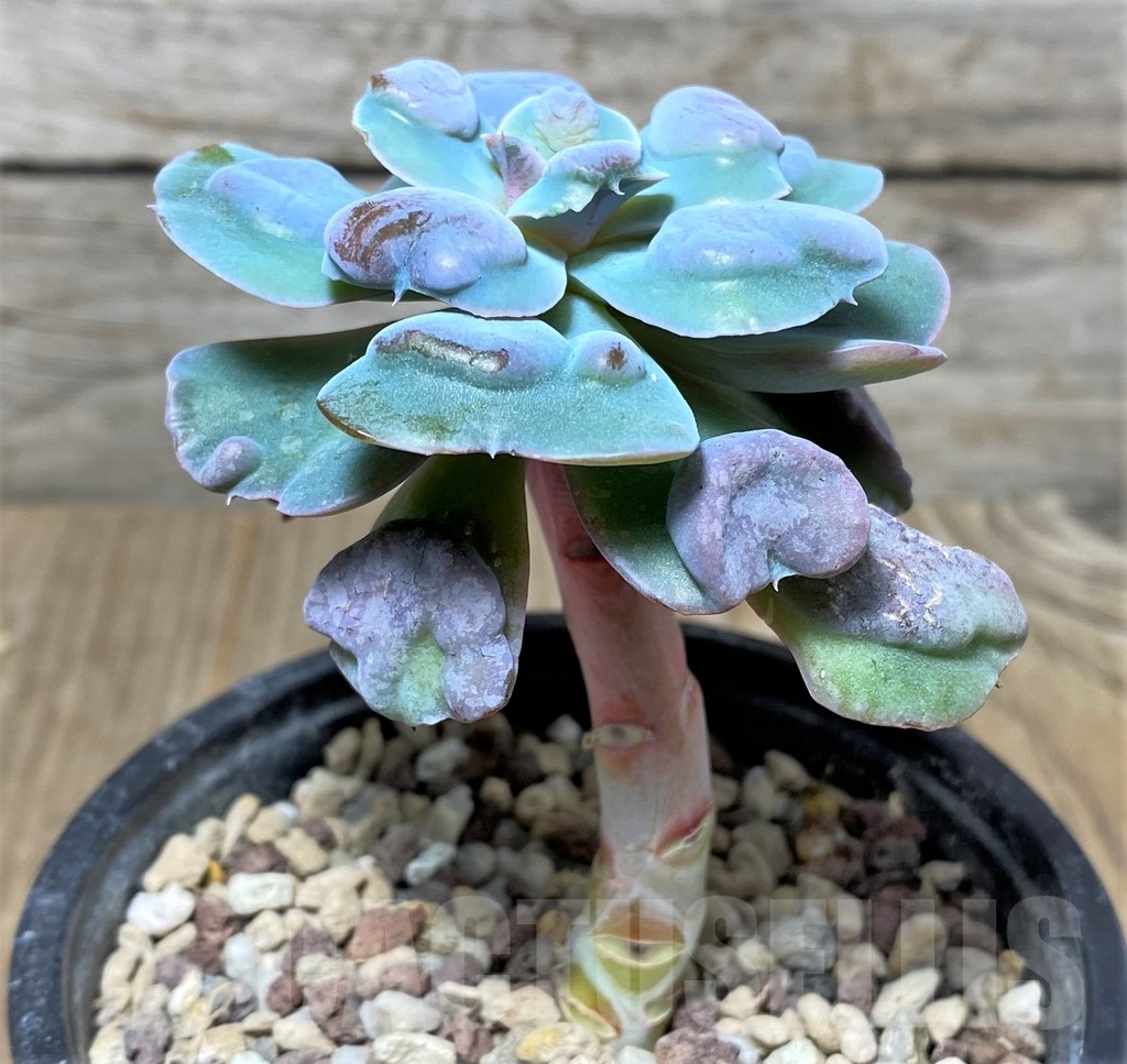 SHPR19101 Echeveria 'Rain Drops' – Bild 3