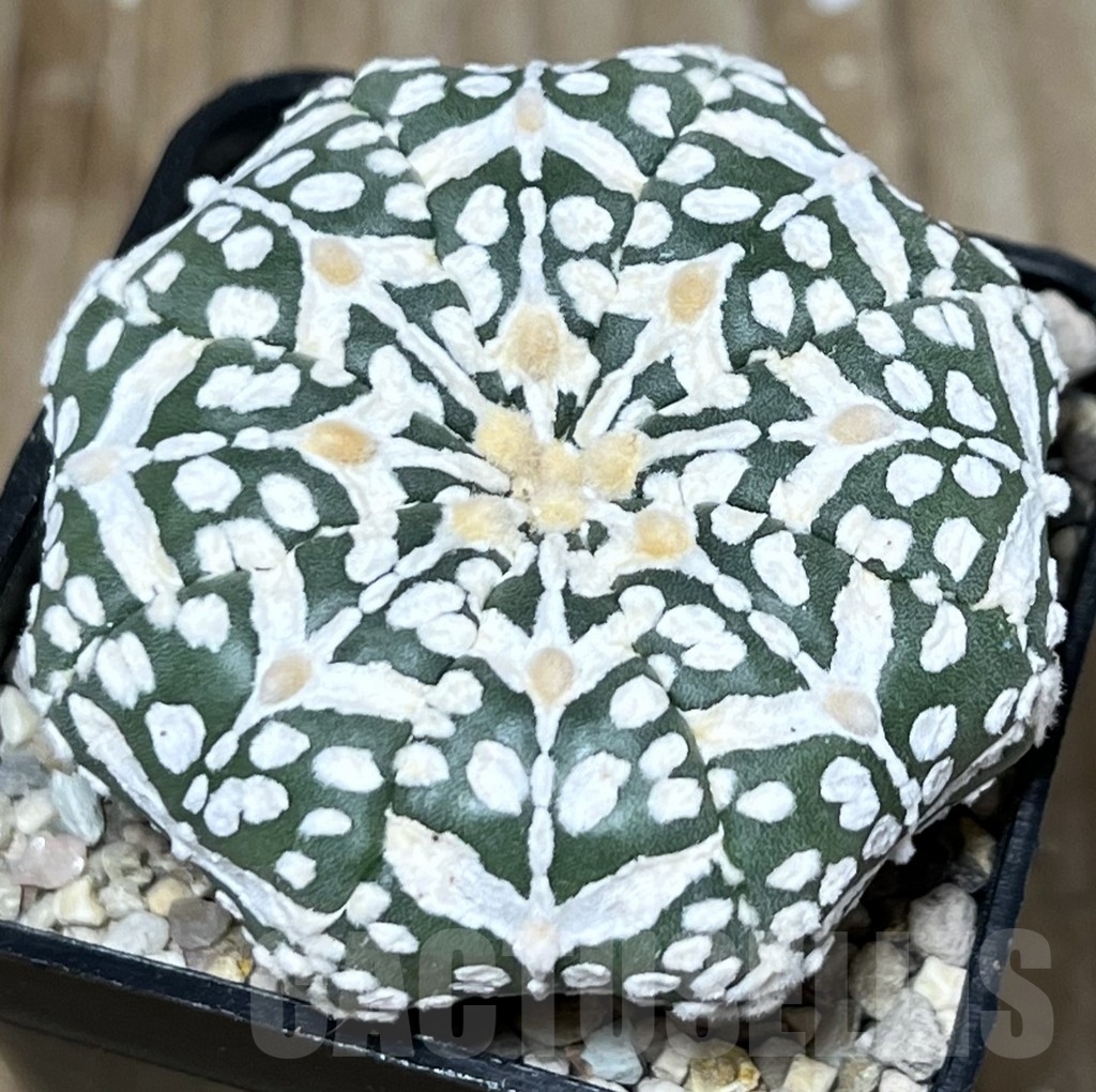 SHPR19621 Astrophytum asterias 'Miracle' V-type