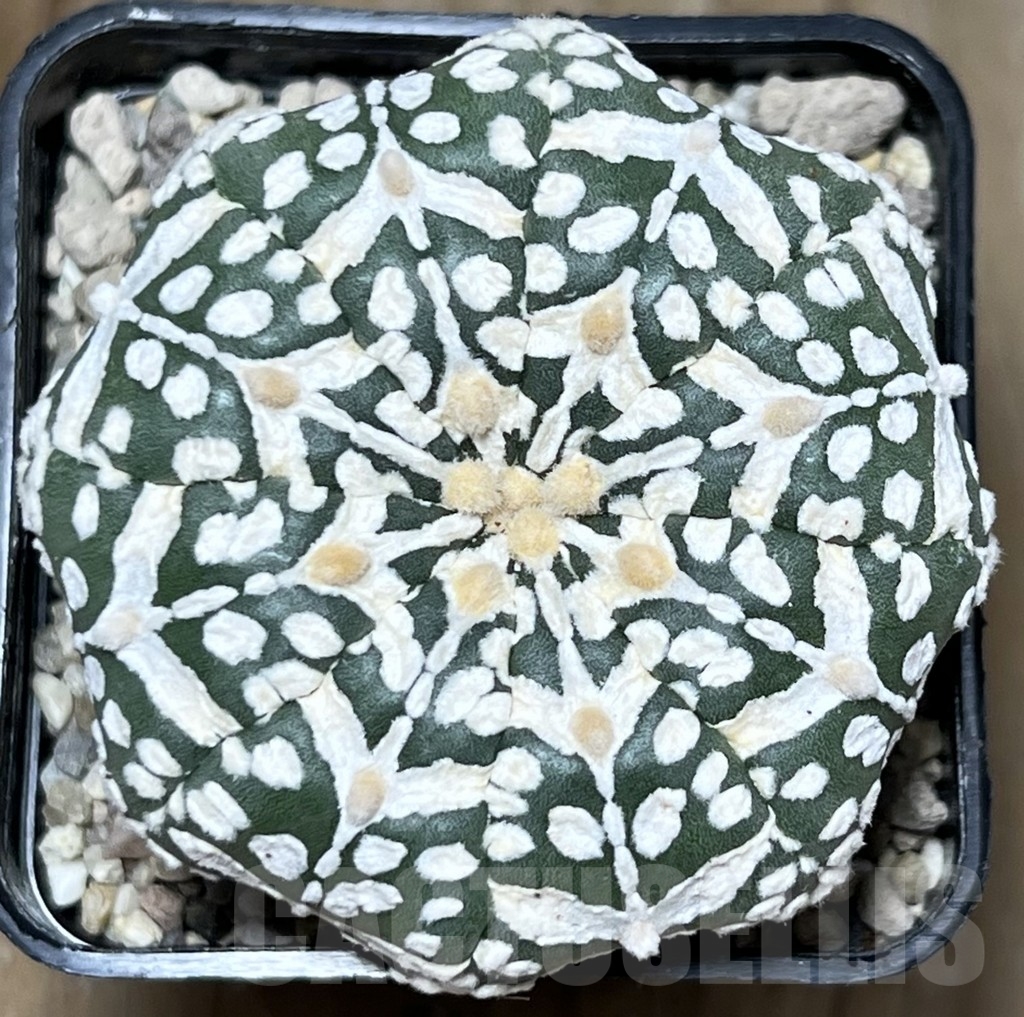 SHPR19621 Astrophytum asterias 'Miracle' V-type - Image 2