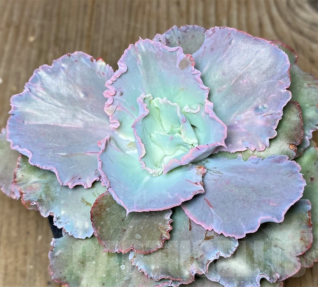 SHPR19102 Echeveria 'Chantilly'