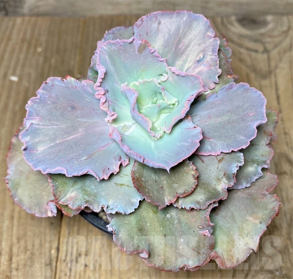 SHPR19102 Echeveria 'Chantilly' – Bild 2