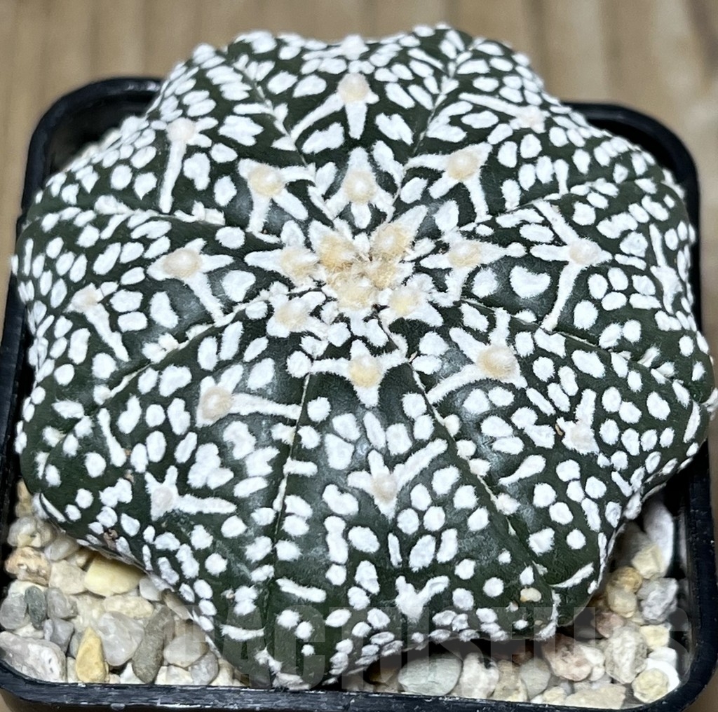 SHPR19622 Astrophytum asterias ‘Super Kabuto Miracle’ V-type - immagine 2