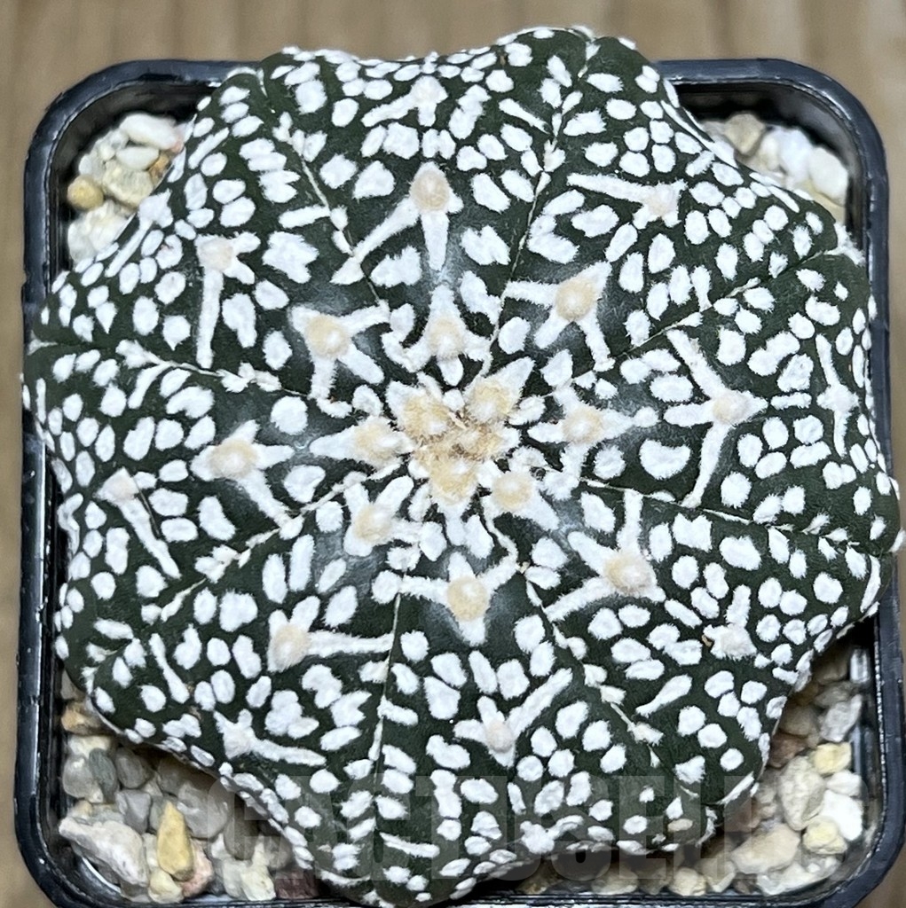 SHPR19622 Astrophytum asterias ‘Super Kabuto Miracle’ V-type