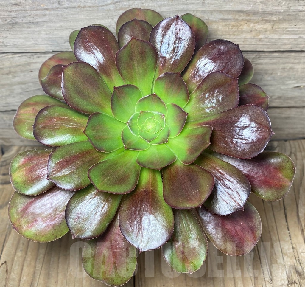 SHPR19103 Aeonium 'Kilimanjaro'