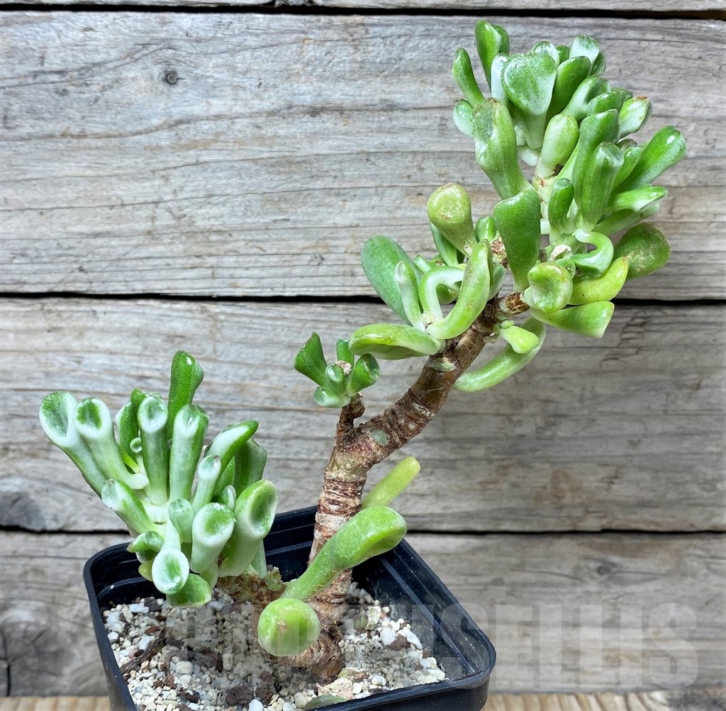 SHPR19104 Crassula ‘Gollum’ f. variegata – Bild 2