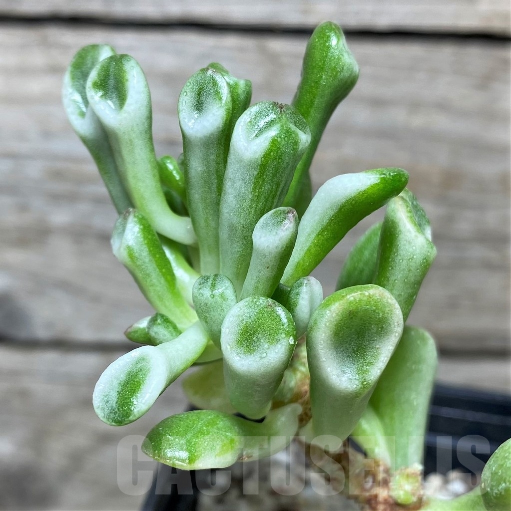SHPR19104 Crassula ‘Gollum’ f. variegata