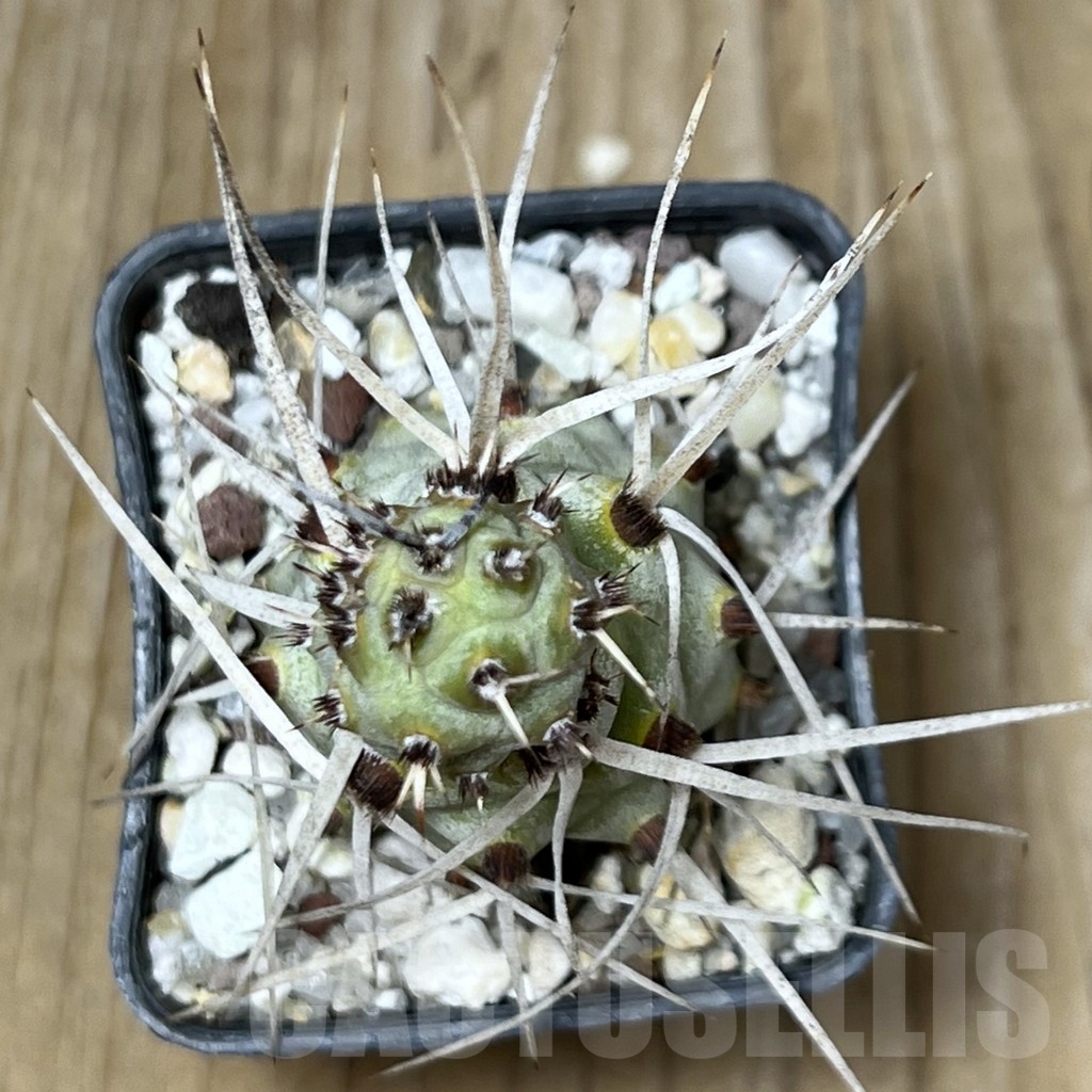 SHPR19624 Tephrocactus paediophilus KP 76 - Image 2