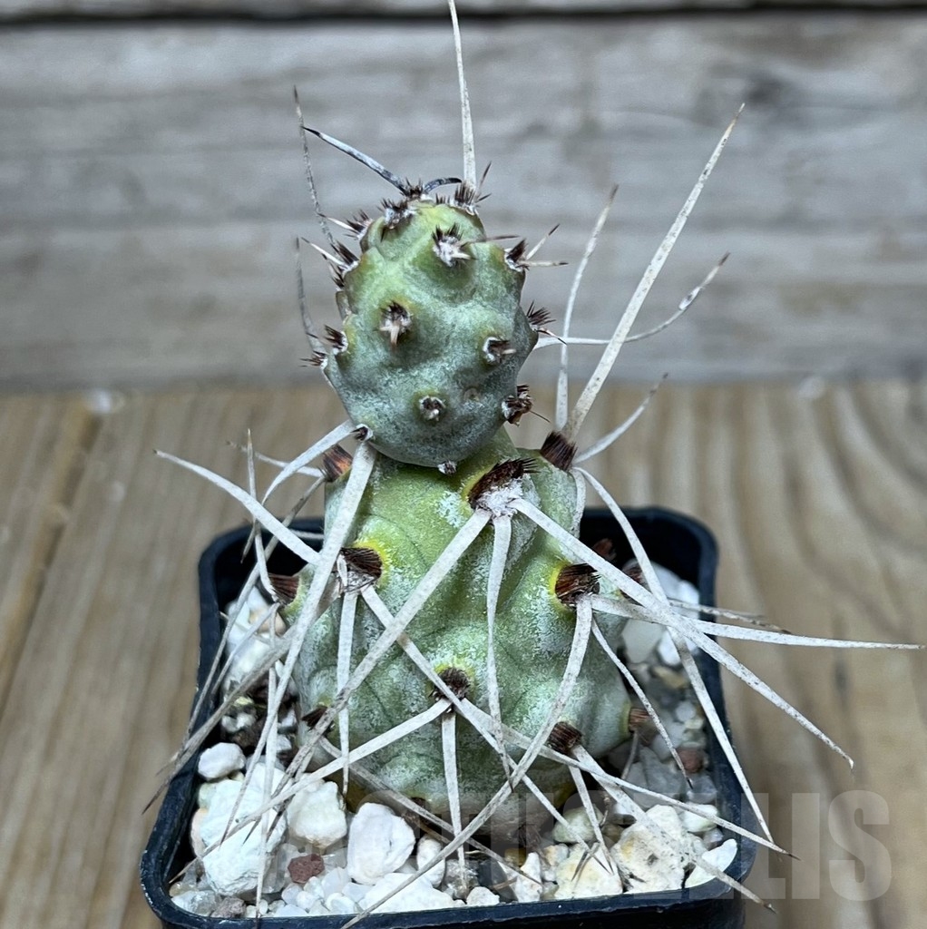 SHPR19624 Tephrocactus paediophilus KP 76