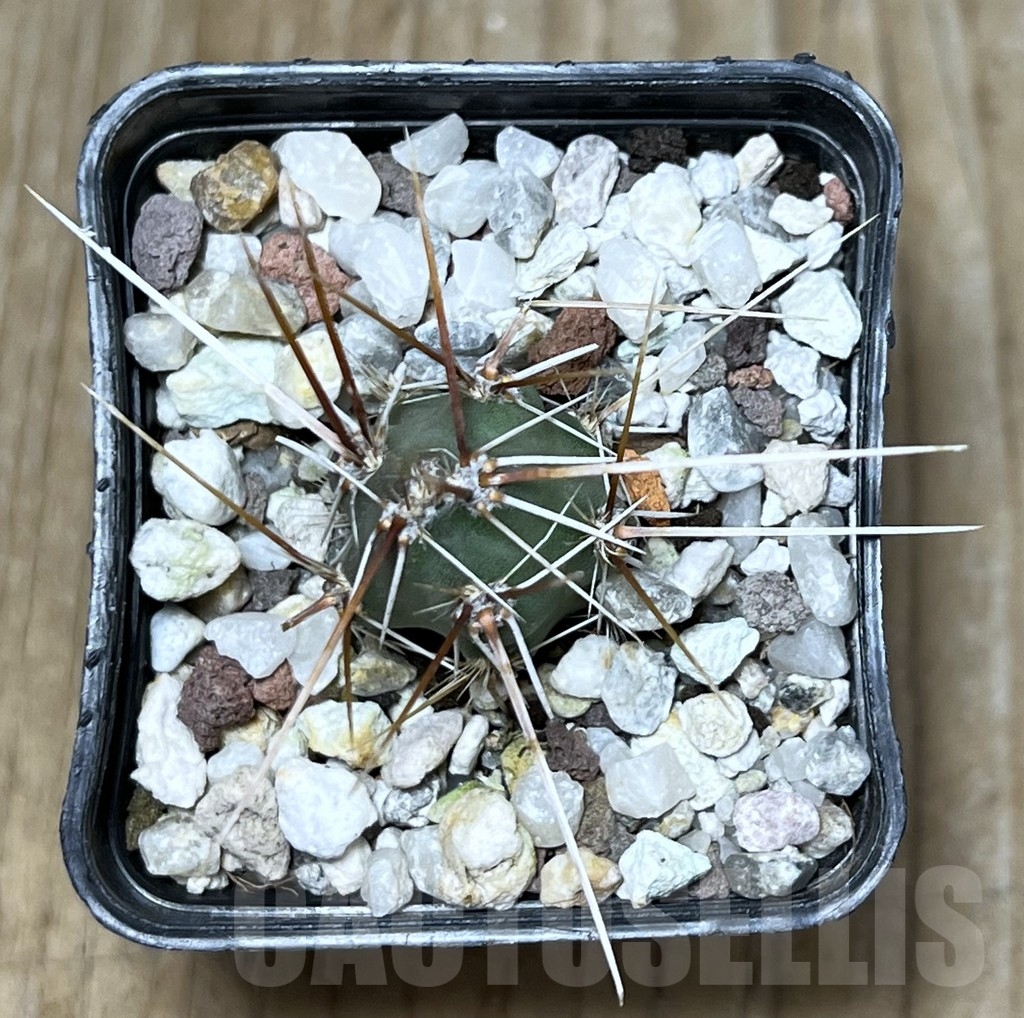 SHPR19625 Corynopuntia planibulbispina - Зображення 2