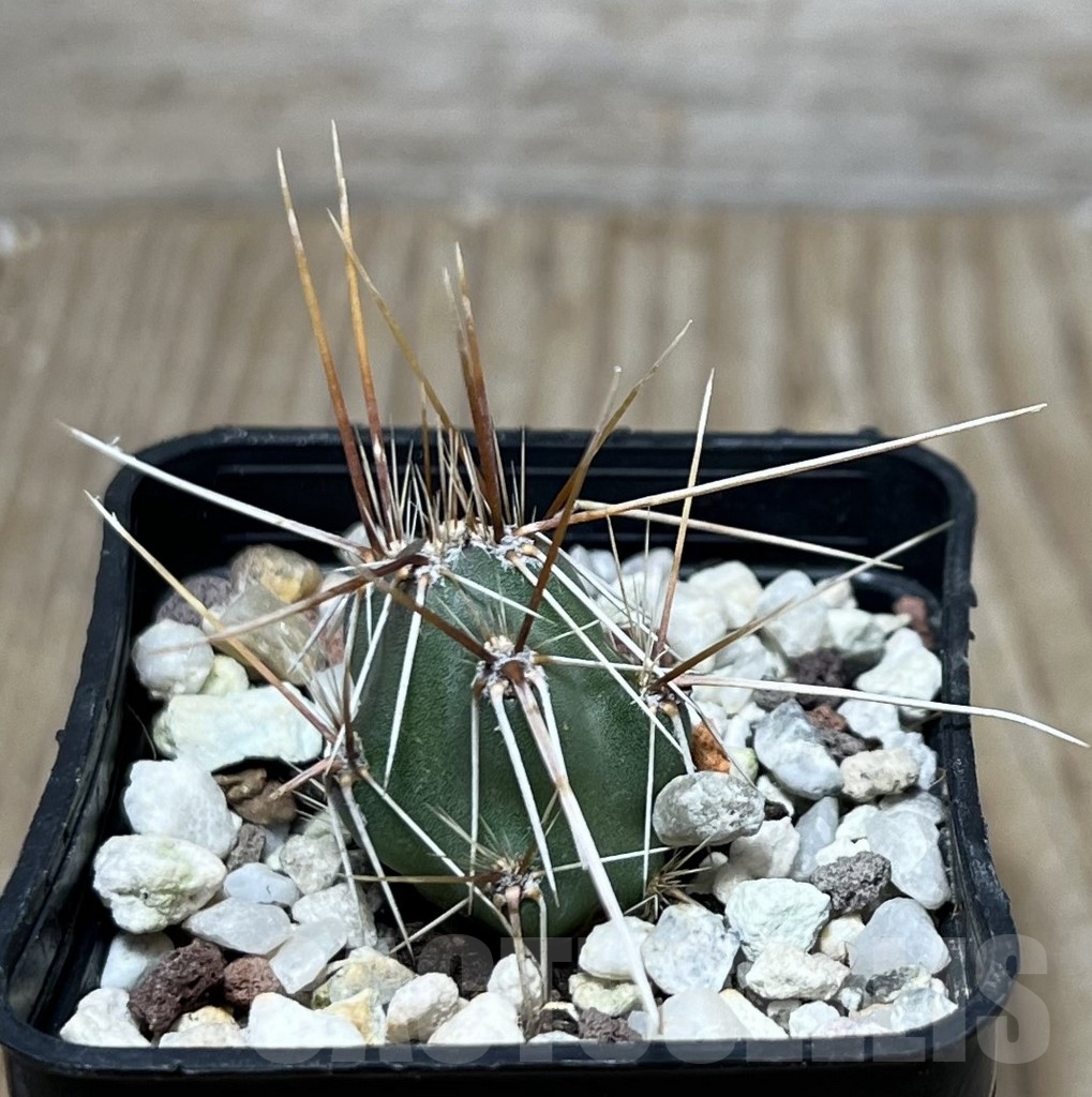 SHPR19625 Corynopuntia planibulbispina