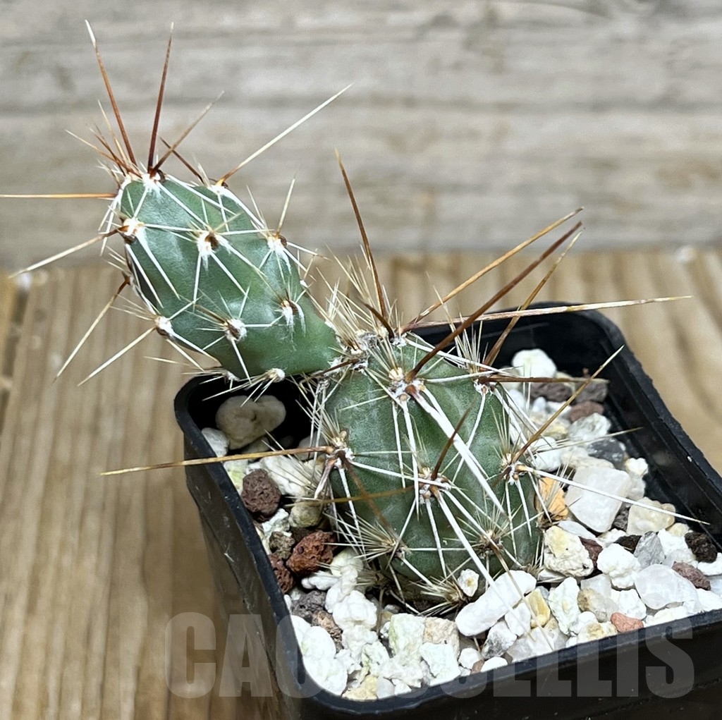 SHPR19626 Corynopuntia planibulbispina