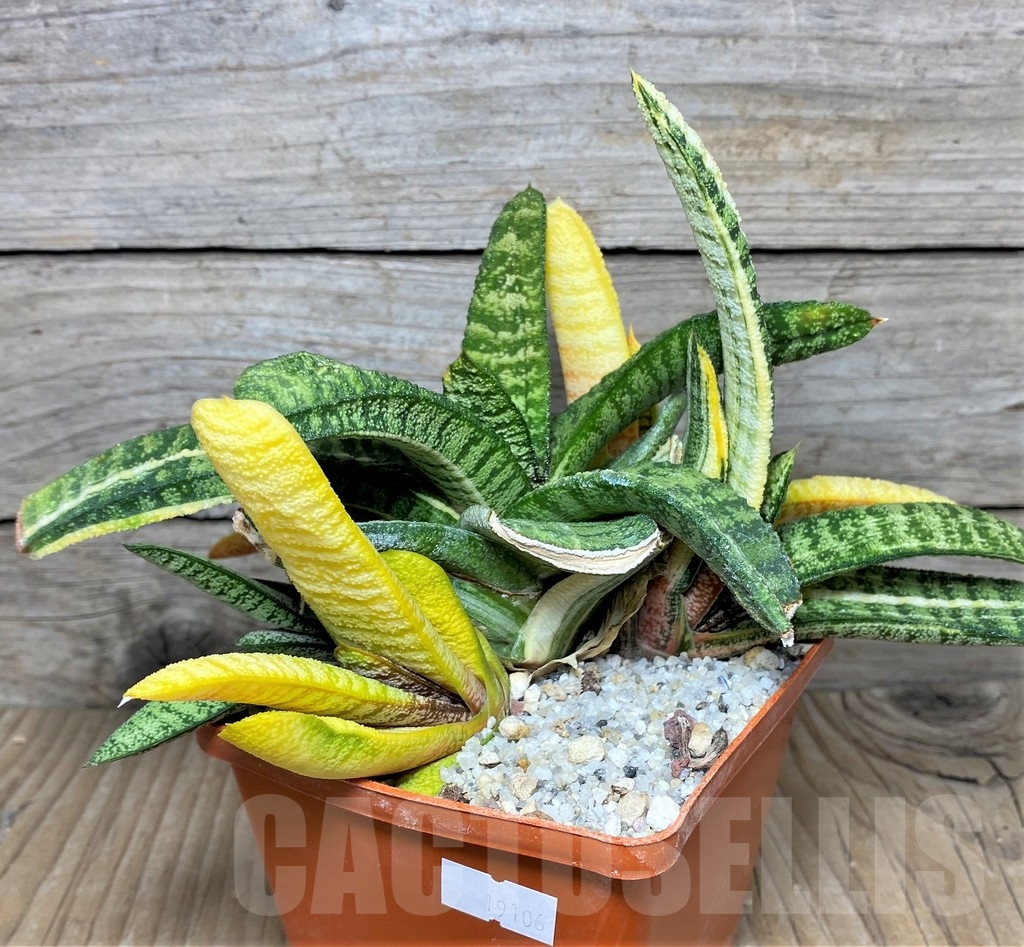 SHPR19106 Gasteria batesiana f. variegata - Image 2