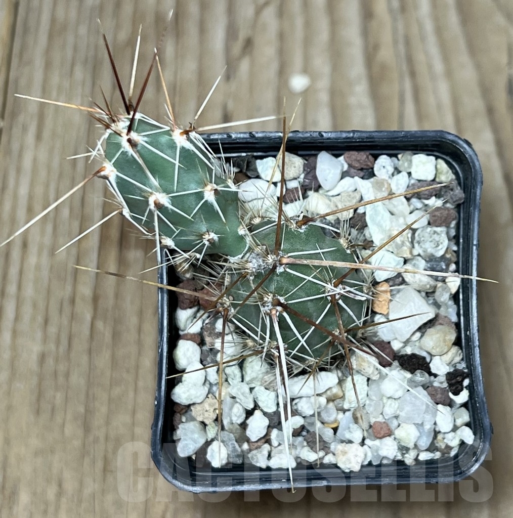 SHPR19626 Corynopuntia planibulbispina - Image 2