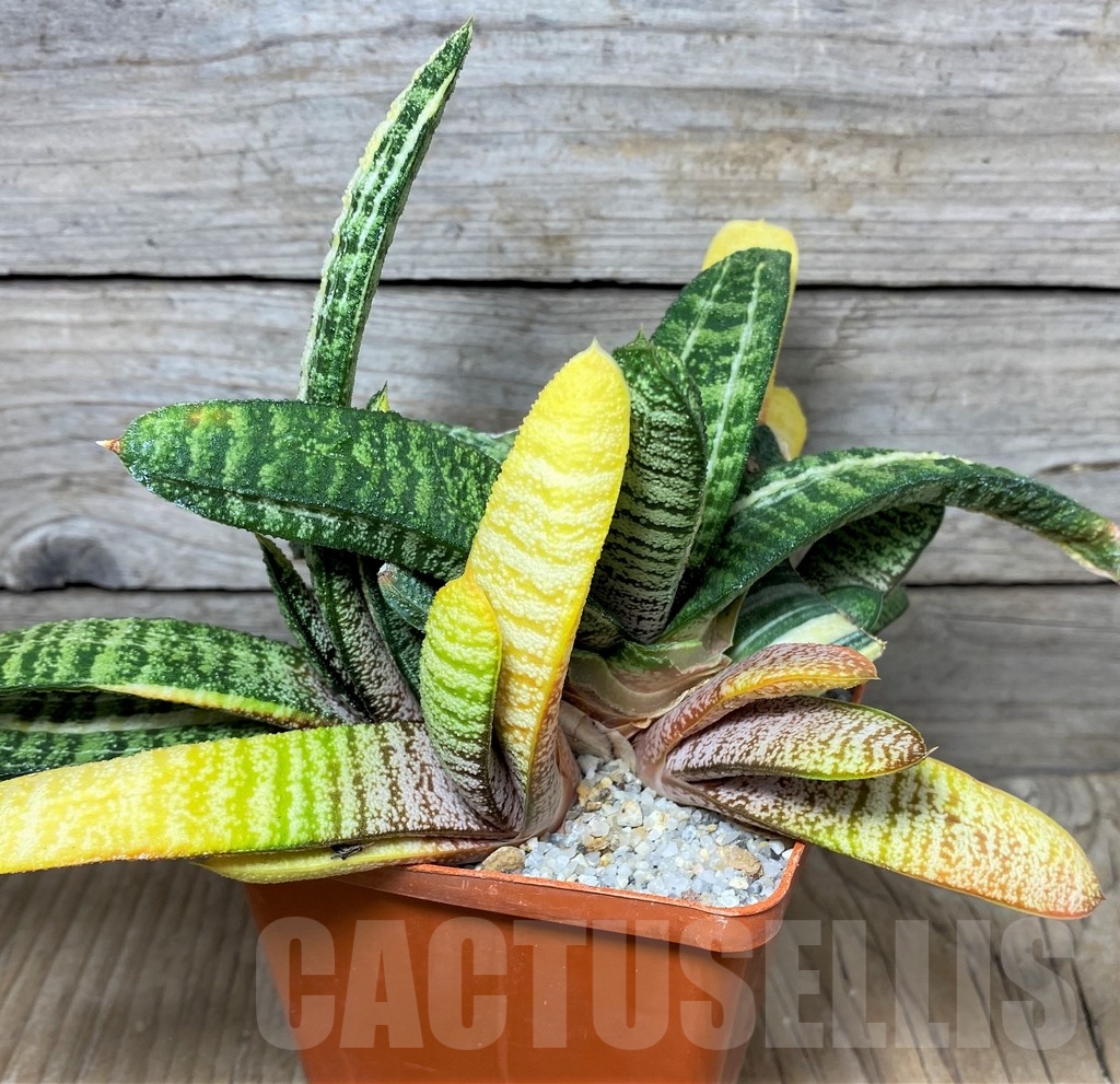 SHPR19106 Gasteria batesiana f. variegata - Image 3