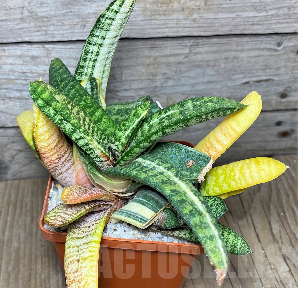 SHPR19106 Gasteria batesiana f. variegata