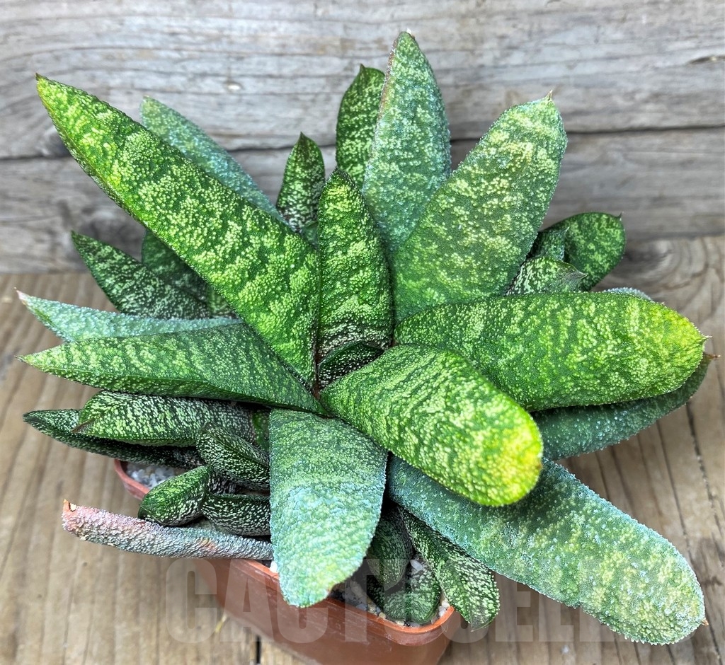 SHPR19107 Gasteria batesiana SH