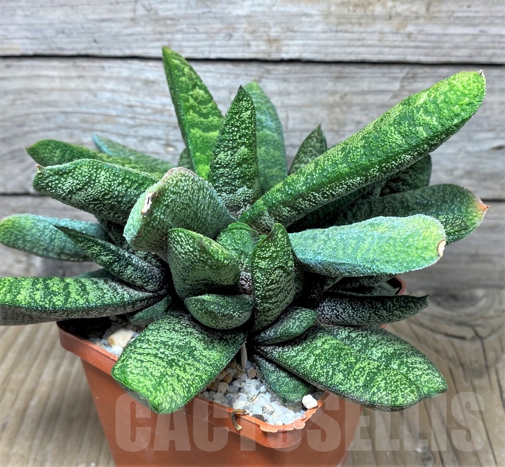 SHPR19107 Gasteria batesiana SH - Image 2