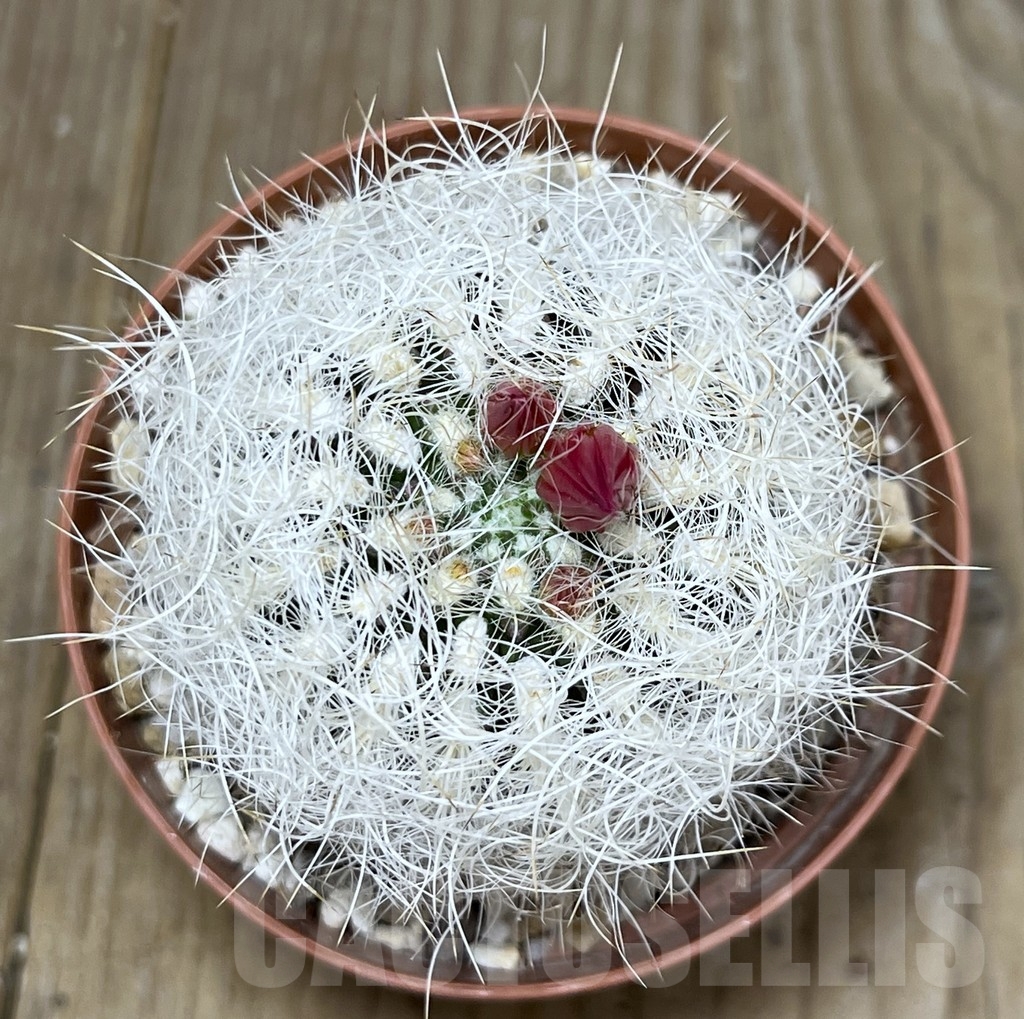 SHPR19631 Neoporteria senilis - Image 2