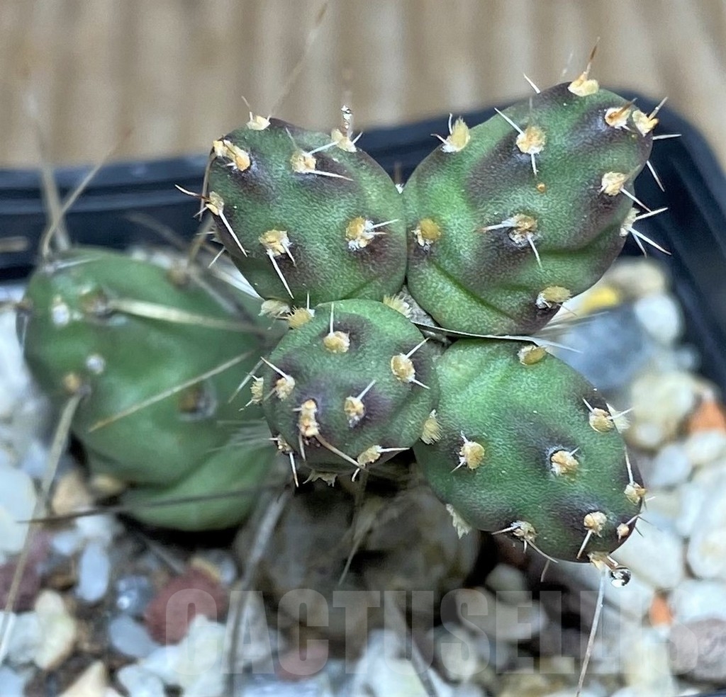 SHPR19154 Maihueniopsis glomerata MK 1017