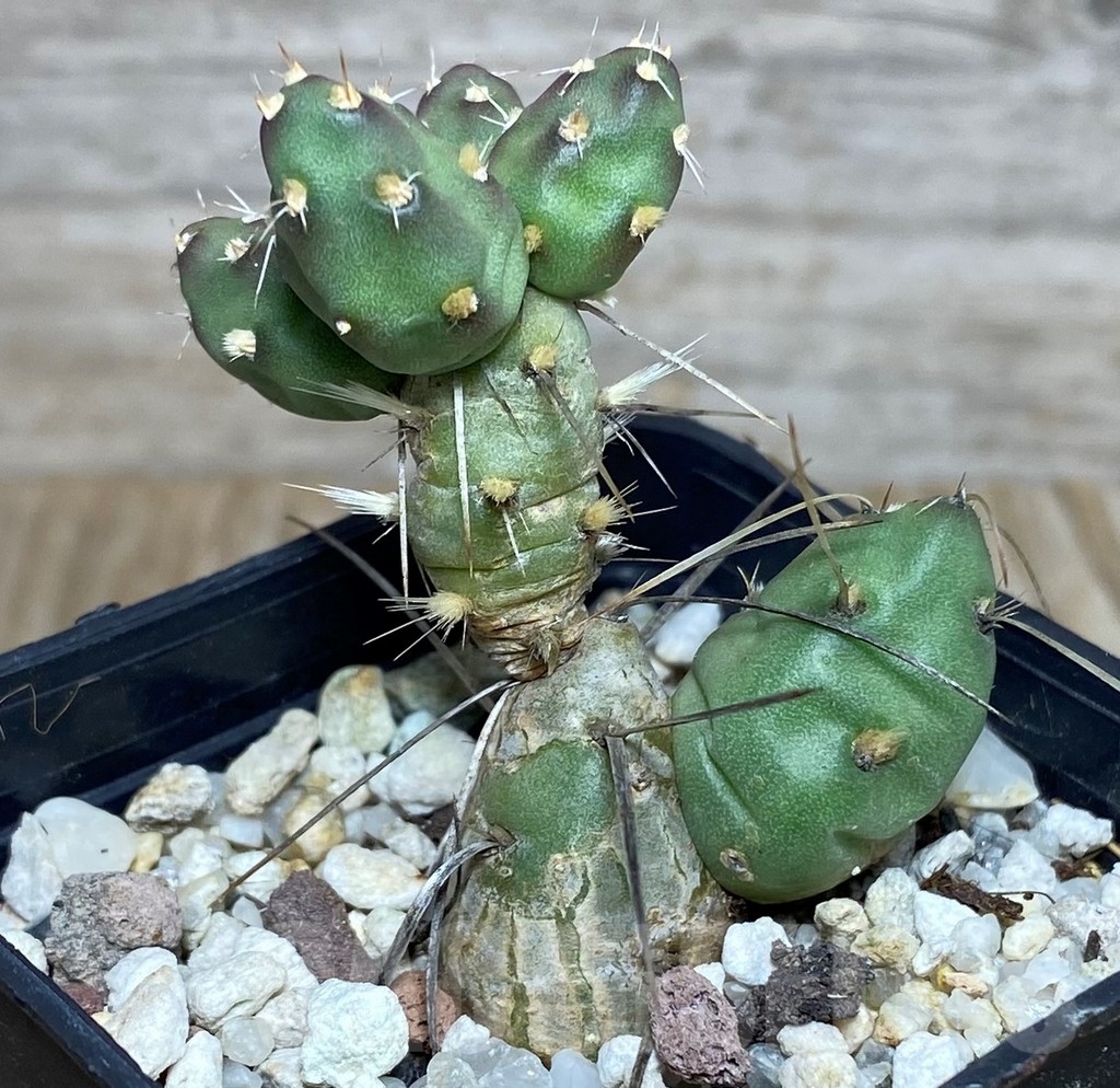 SHPR19154 Maihueniopsis glomerata MK 1017 - Image 2