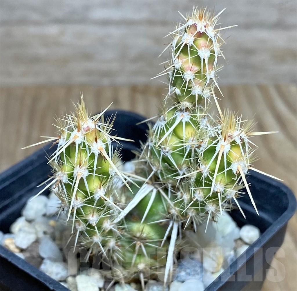 SHPR19155 Corynopuntia clavata