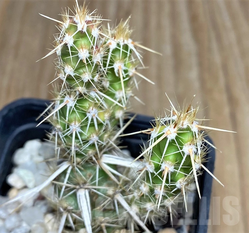 SHPR19155 Corynopuntia clavata - Image 2