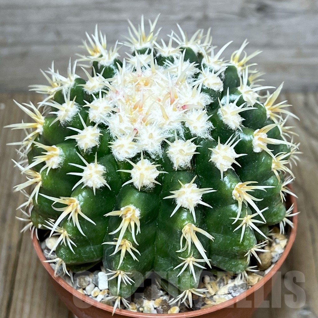 SHPR19634 Echinocactus grusonii var. brevispinus