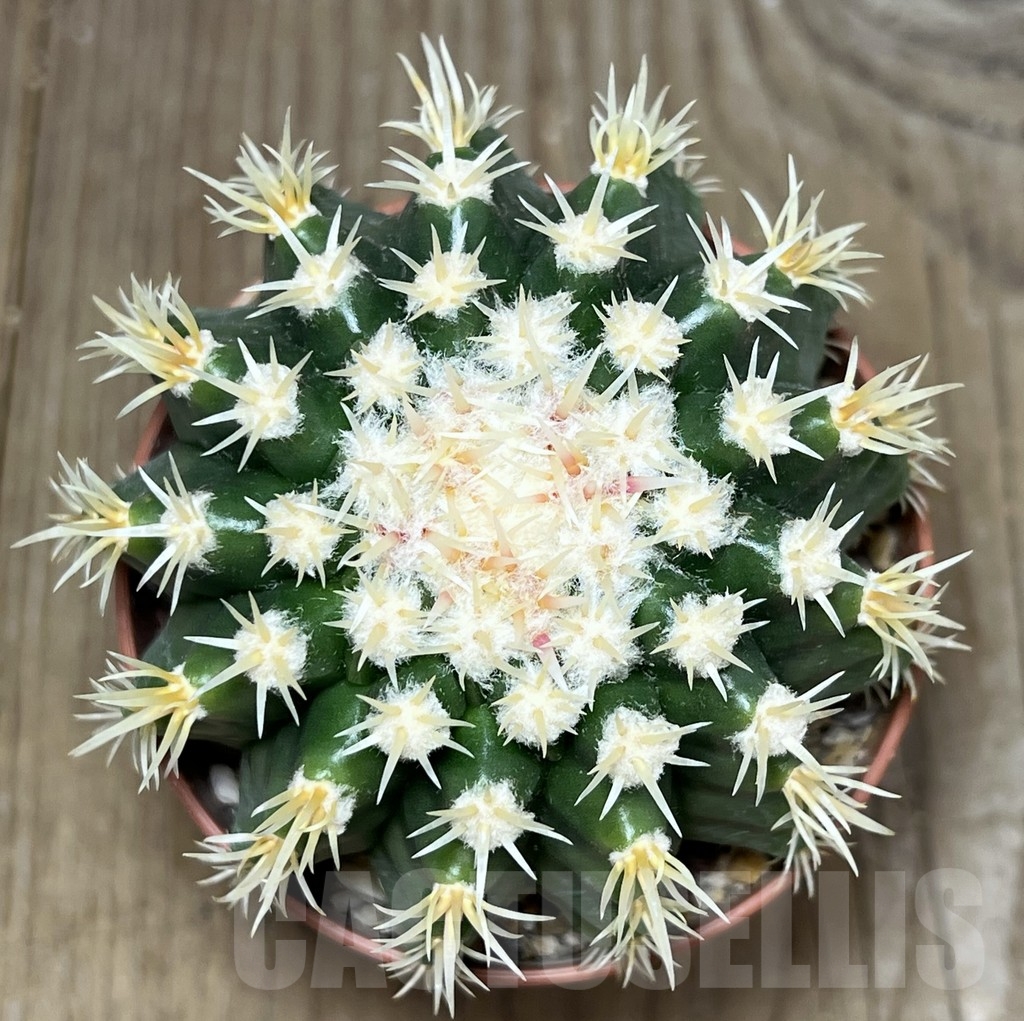 SHPR19634 Echinocactus grusonii var. brevispinus - Image 2