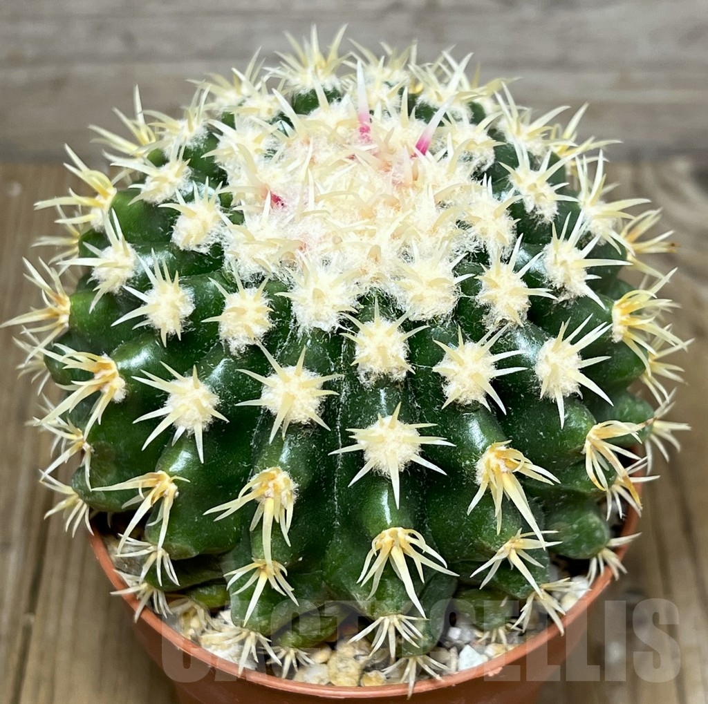 SHPR19635 Echinocactus grusonii var. brevispinus