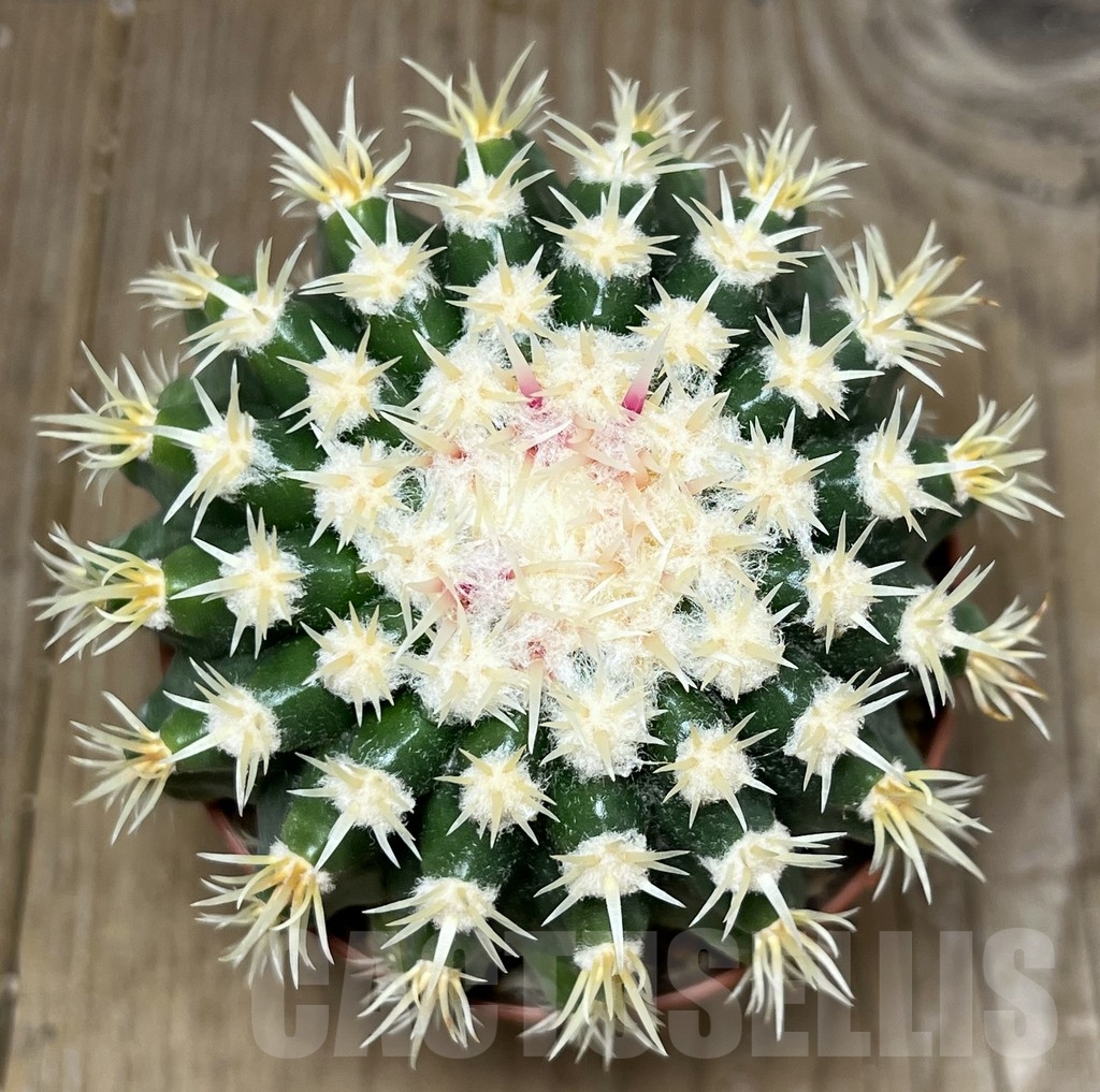 SHPR19635 Echinocactus grusonii var. brevispinus - Image 2