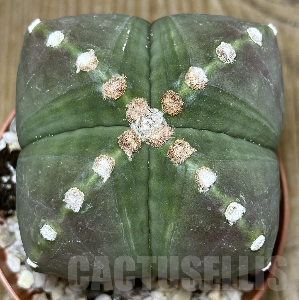 SHPR19636 Astrophytum myriostigma v. nudum (209) - Image 2