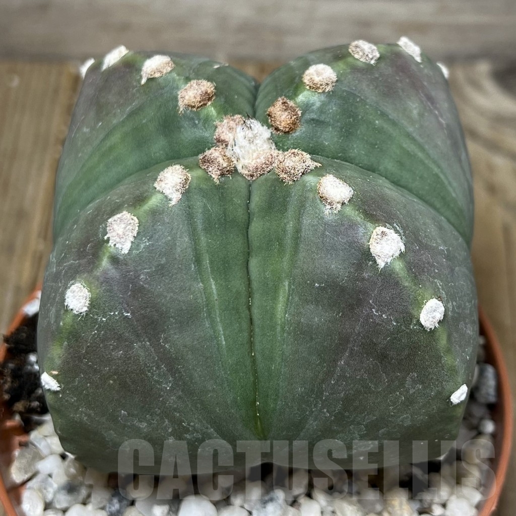 SHPR19636 Astrophytum myriostigma v. nudum (209)