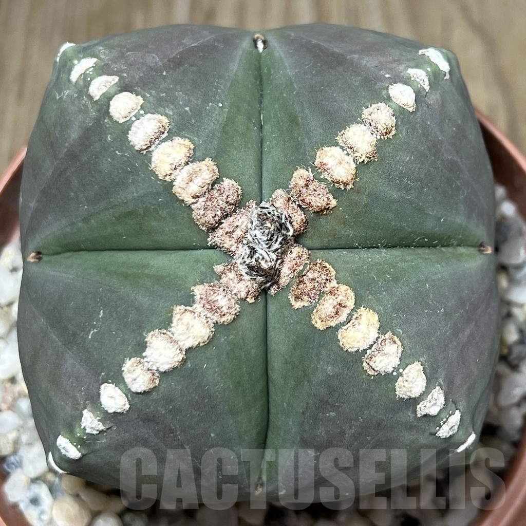 SHPR19637 Astrophytum myriostigma v. nudum (209)
