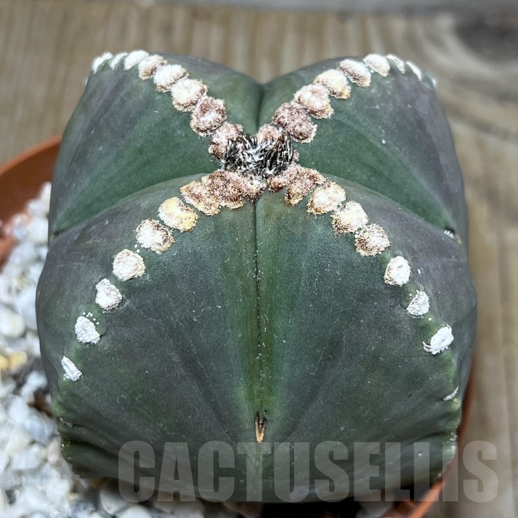 SHPR19637 Astrophytum myriostigma v. nudum (209) - Image 2