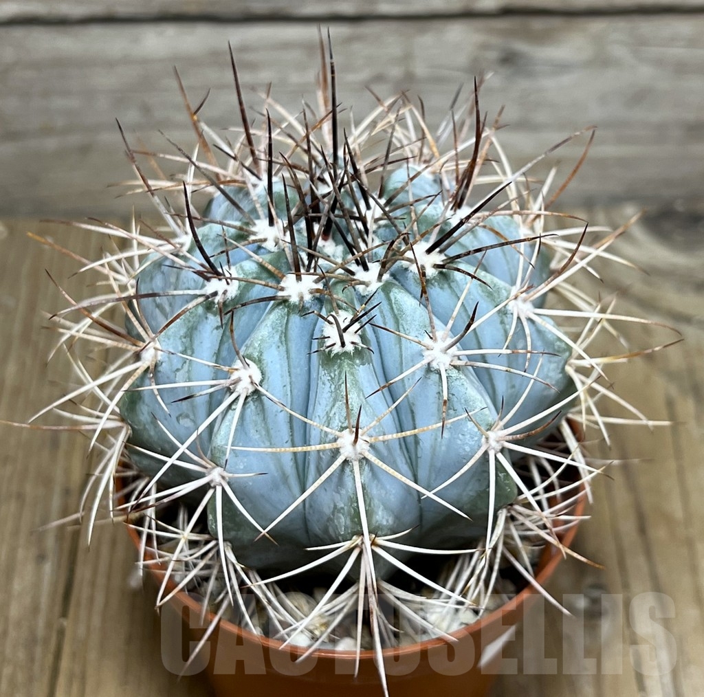 SHPR19639 Melocactus azureus, Brazil