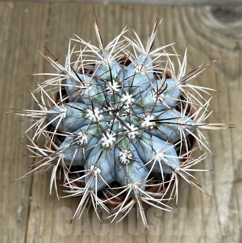 SHPR19639 Melocactus azureus, Brazil - Image 2